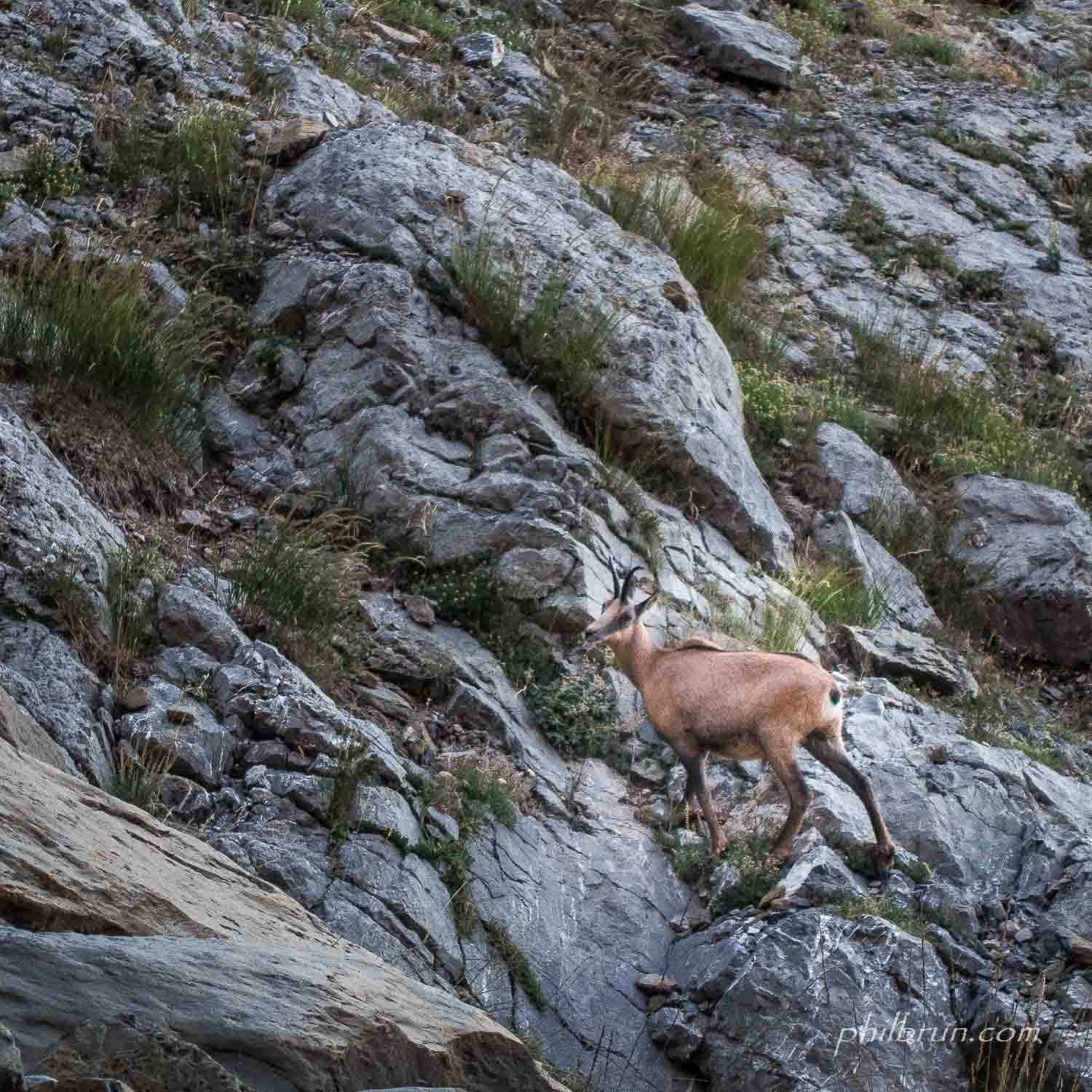 Isard dans les Rochers