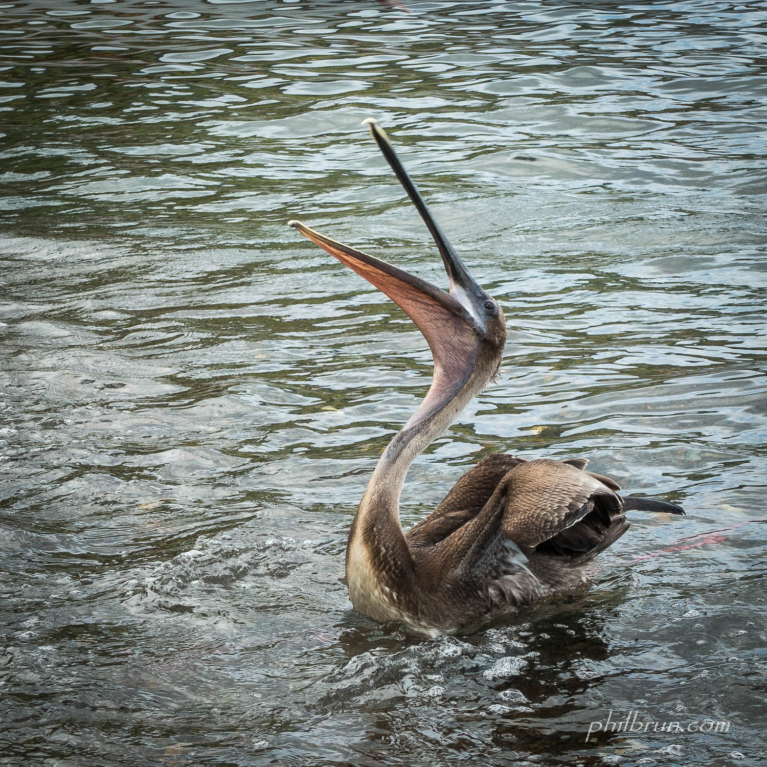 Pélican Ile Dominique