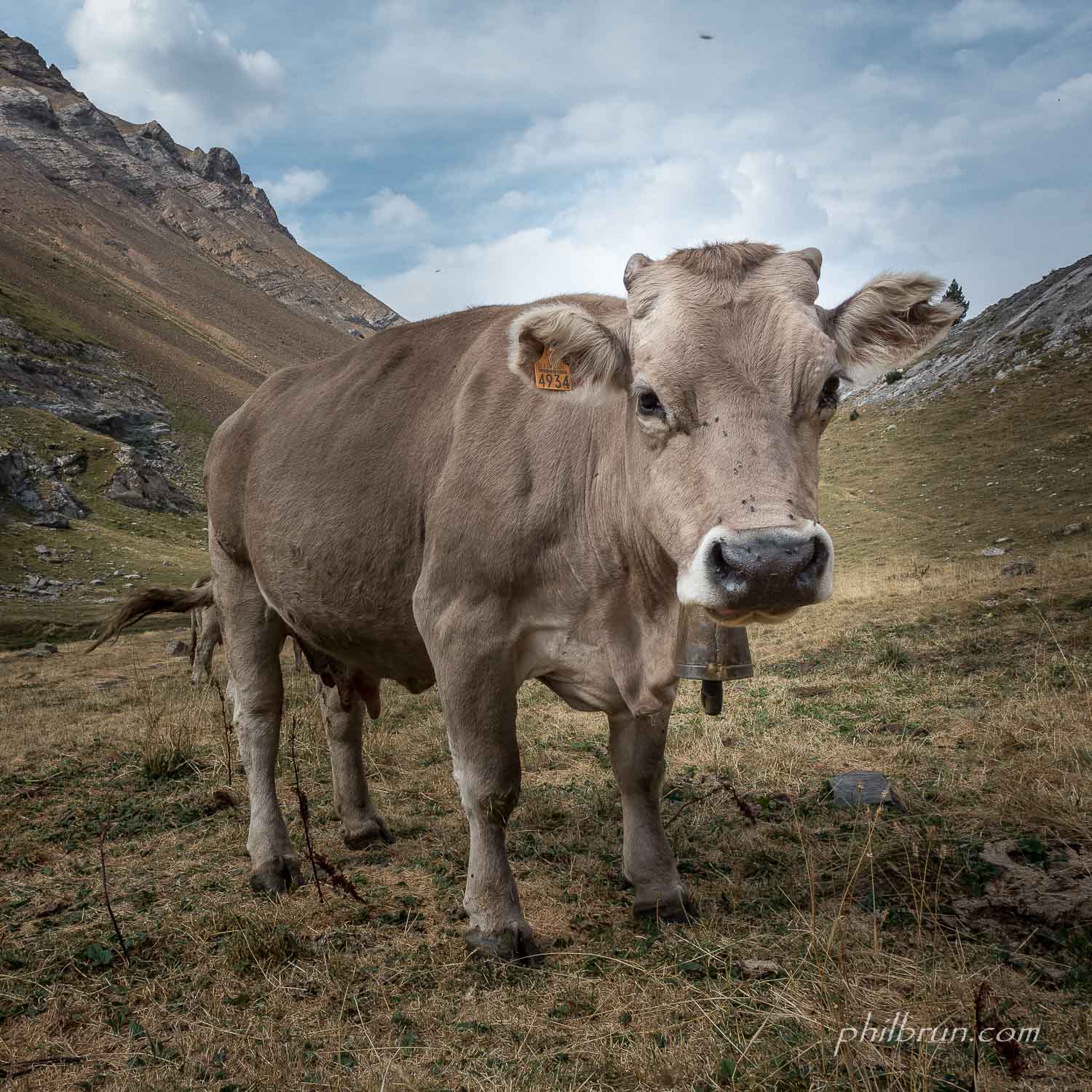 Vache