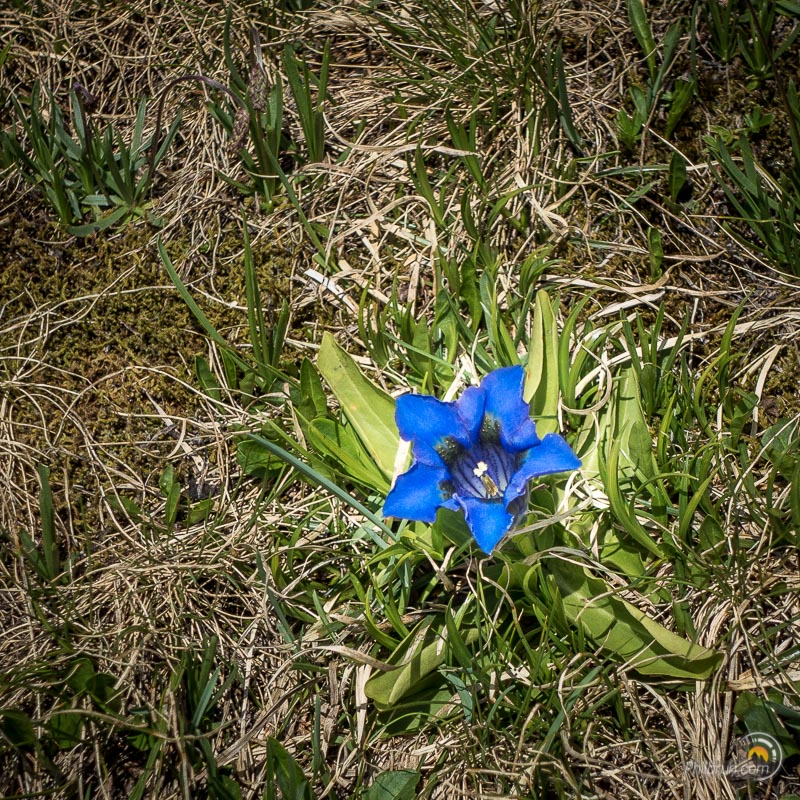 Jolie fleur bleue