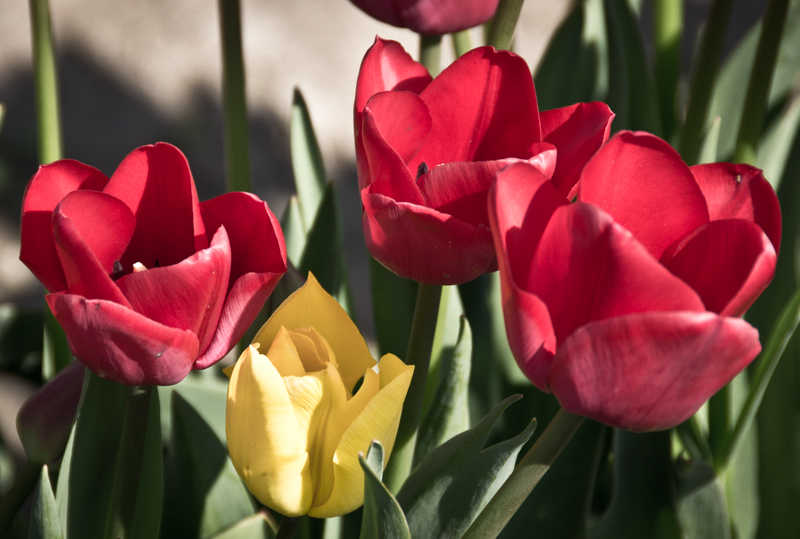 Tulips