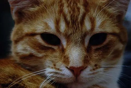 Le guide de couleur du pelage pour choisir un chat amical