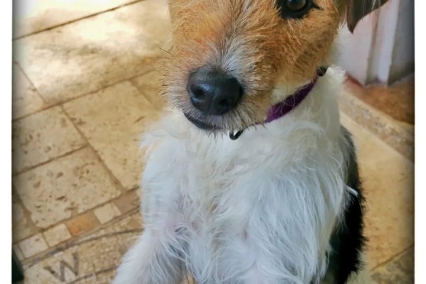 Quelles sont les différentes techniques de rééducation pour chien et chat ?