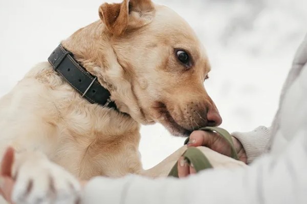 Qu’est-ce que votre chien peut ressentir ?