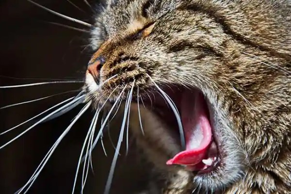 Qu’est-ce qui cause la mauvaise haleine de votre chat ?