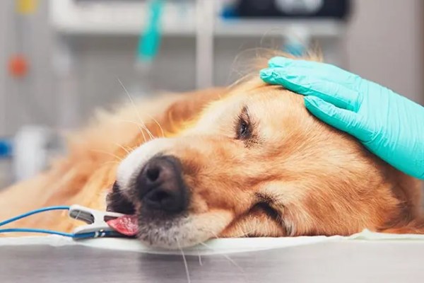 Cette urgence médicale peu connue pourrait tuer votre chien