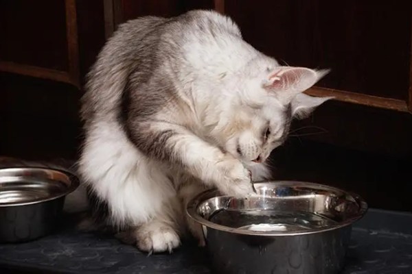 Lorsque votre chat transforme son bol d’eau en une flaque d’eau au sol, voici ce qu’il dit vraiment