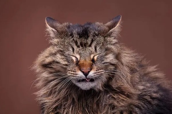 Votre chat fait-il ce bruit de respiration étrange ?
