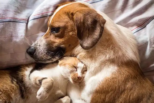 L’immunité de votre animal est-elle à risque ?
