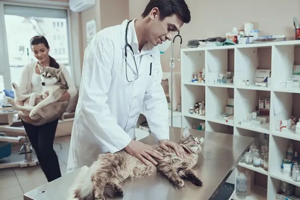 Les symptômes de l’AVC peuvent apparaître comme des gangbusters, même chez les animaux de compagnie