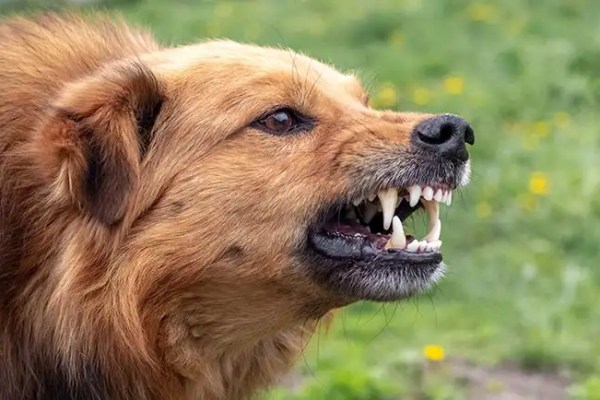 Trois signes qu’un chien est sur le point de mordre et cinq choses pour l’arrêter