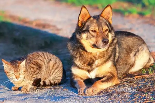 Les niveaux toxiques de ce nutriment sont scandaleusement courants chez les animaux de compagnie – et potentiellement mortels