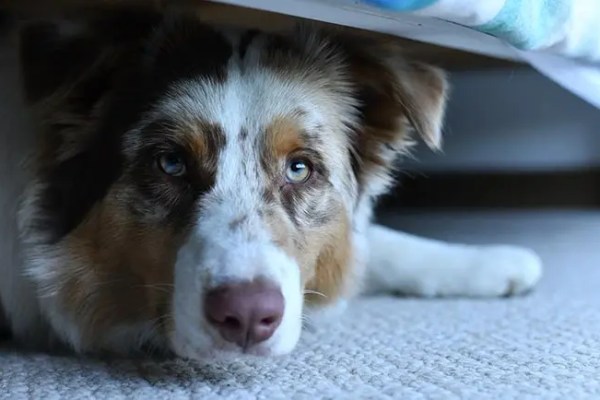 Ce drapeau rouge crie pratiquement que votre chien a mal