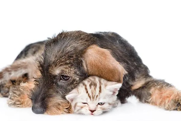 Les causes inattendues des problèmes d’estomac de votre animal