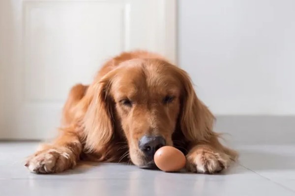 Œufs : un œuf par jour pourrait-il éloigner la démence canine ?