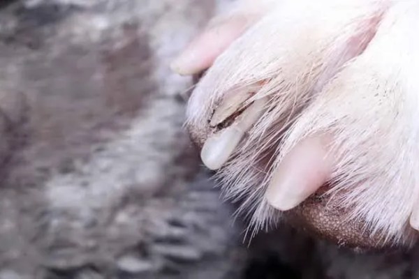 – Les ongles fendus expliqués