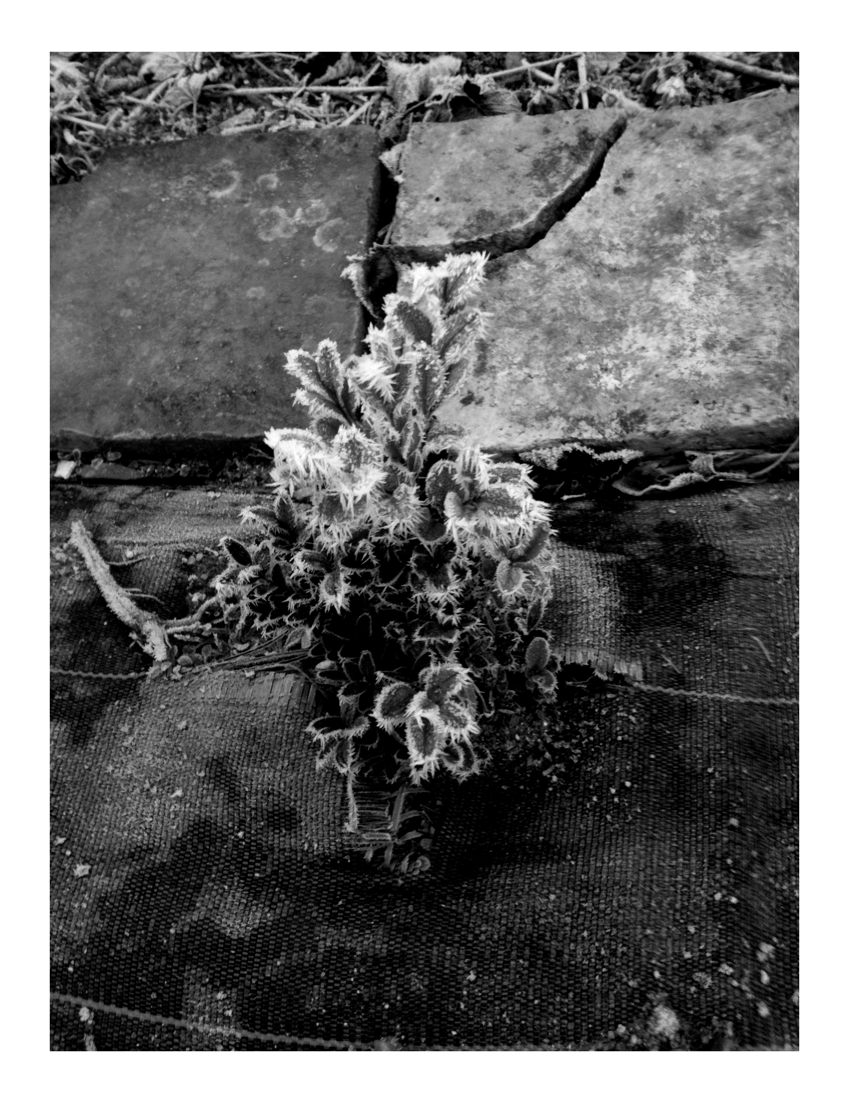 Jour de l'An // New Year's Day #2015 Photo N&B // B&W Picture
