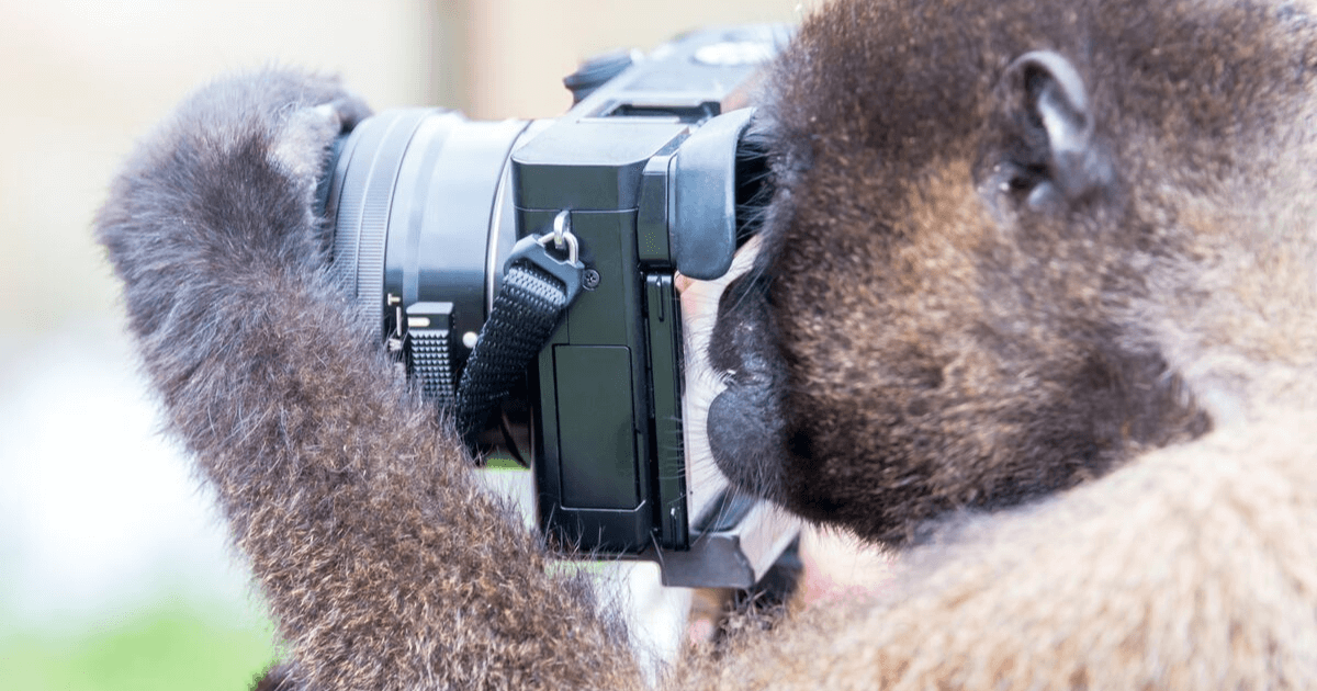 A monkey holds a camera, calling into question his claims of copyright infringement against the human who owns the camera