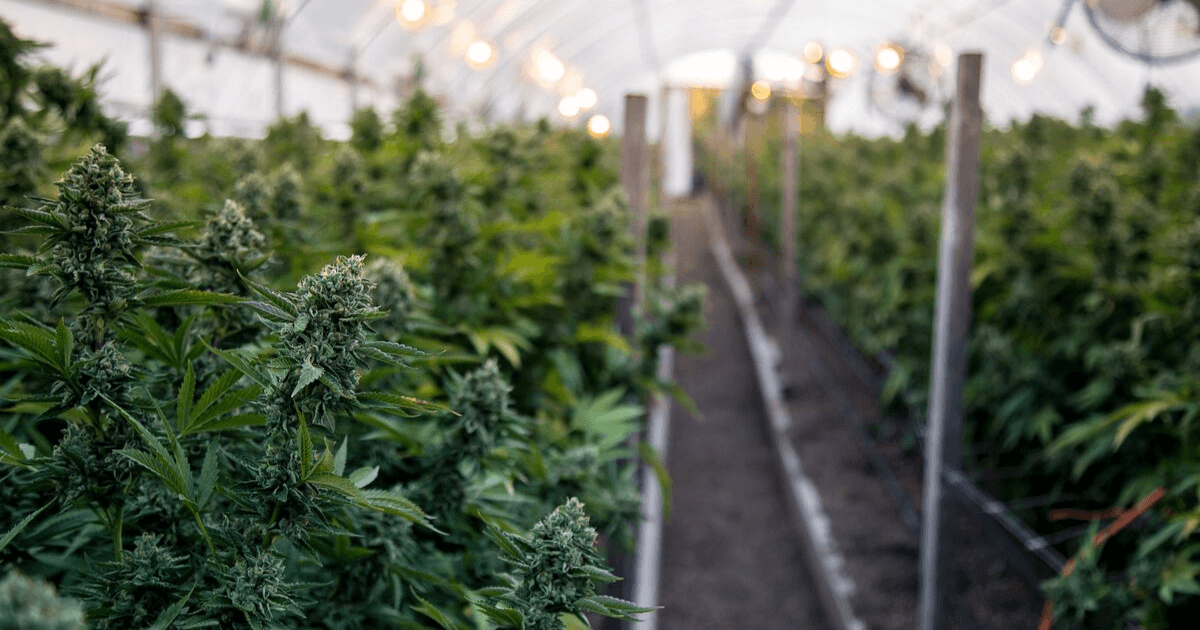 Marijuana plants are being grown for the Oklahoma medical marijuana industry