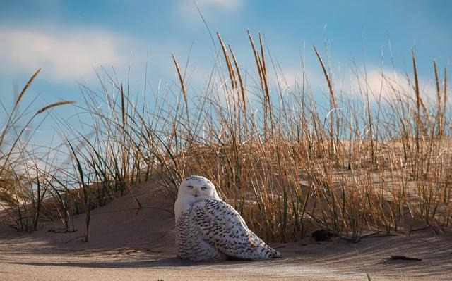 A Rare Snowy Owl Visits the Jersey Shore