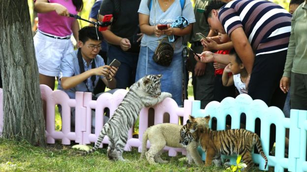 Free Gambar Harimau Yang Lucu Terupdate by Lampunghits.com