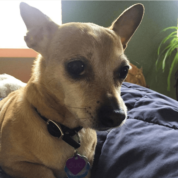 suki bed tag