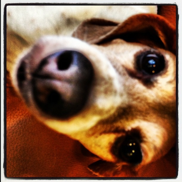 Suki close up