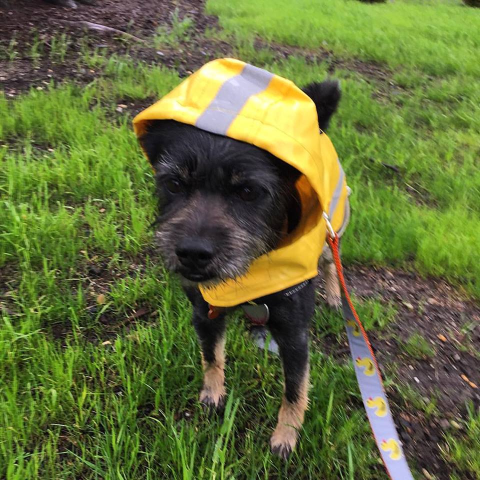 Theodore raincoat