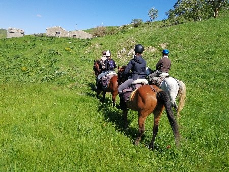 Ein Bild, das Gras, draußen, Feld, grün enthält. Automatisch generierte Beschreibung