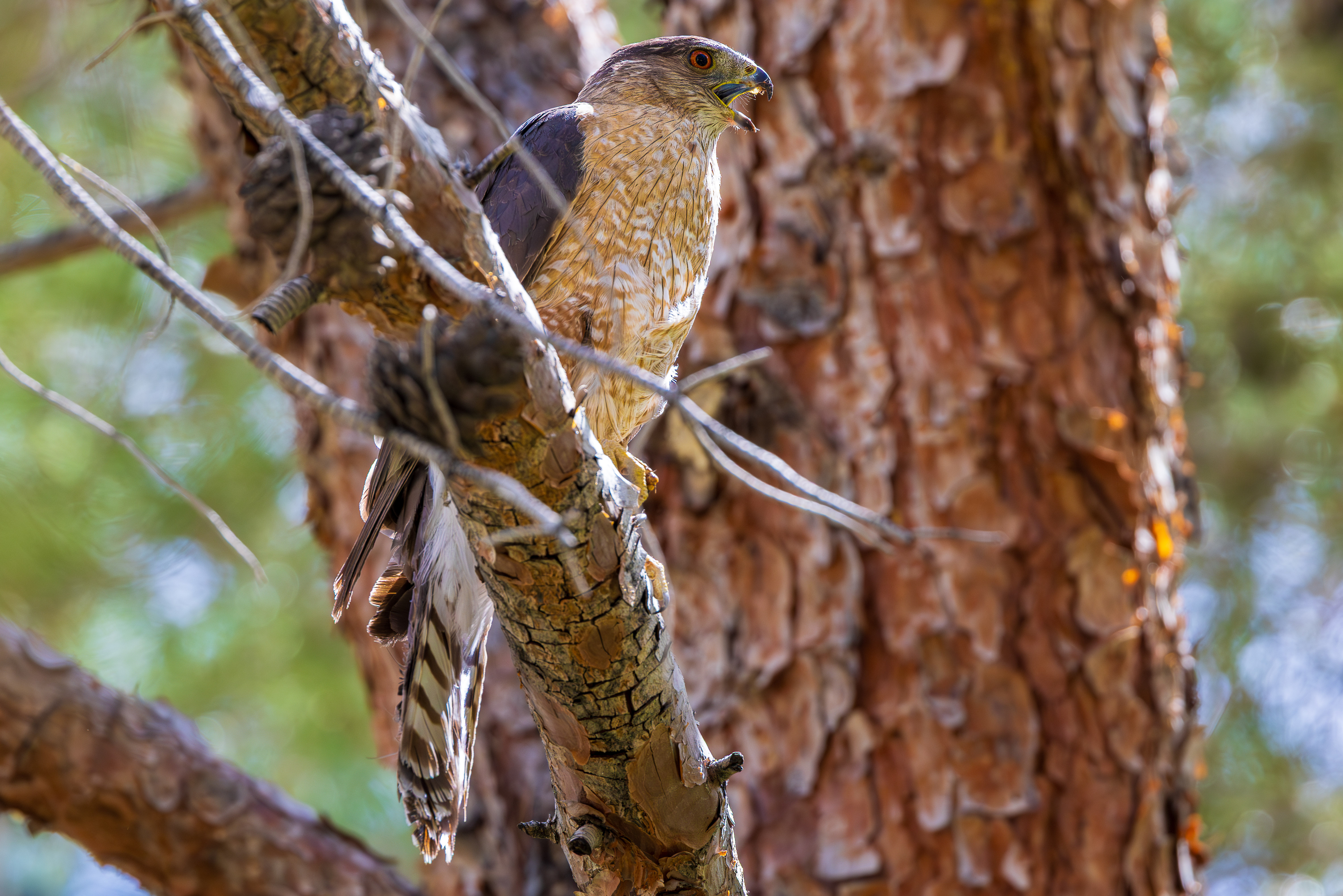 Cooper's Hawk Calling