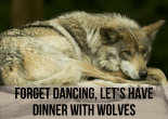 Forget Dancing, Let's Have Dinner With Wolves