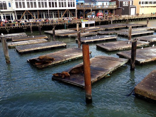 Blue & Gold Fleet Cruise ship departs near the sea lions