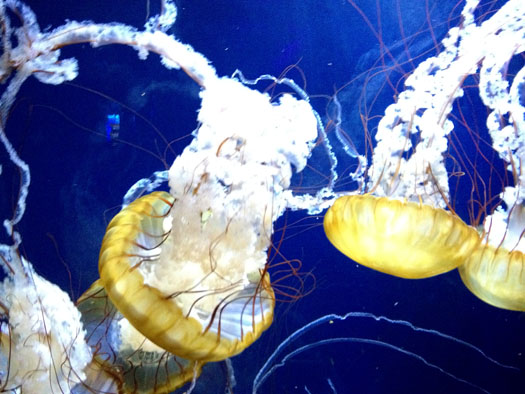 Jellyfish at the Aquarium of the Bay