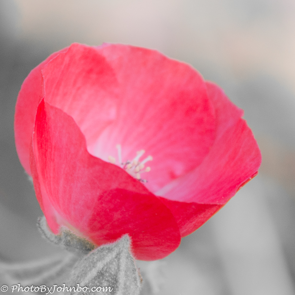 A desert poppy blossom.