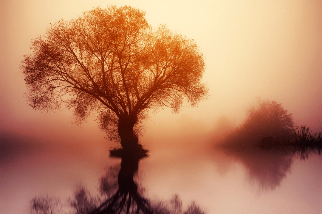 foggy forest