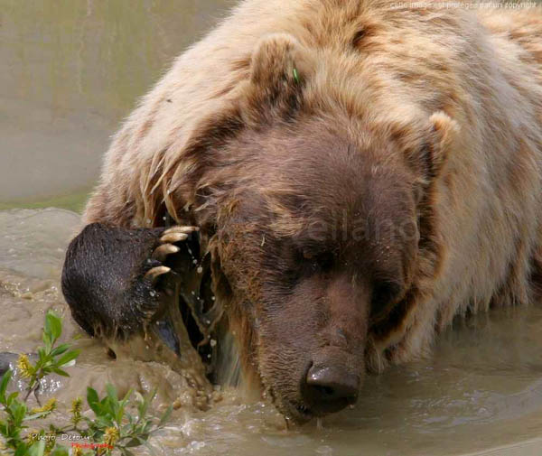 Grizzli - Denali National Park - Alaska
