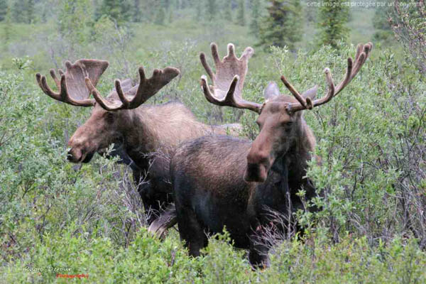 Elan - Denali National Park - Alaska