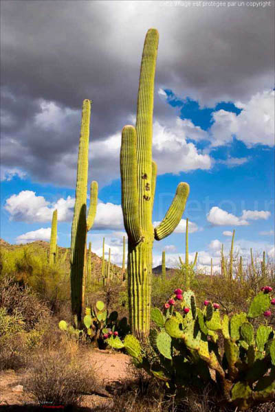 Saguaro National Park - Arizona