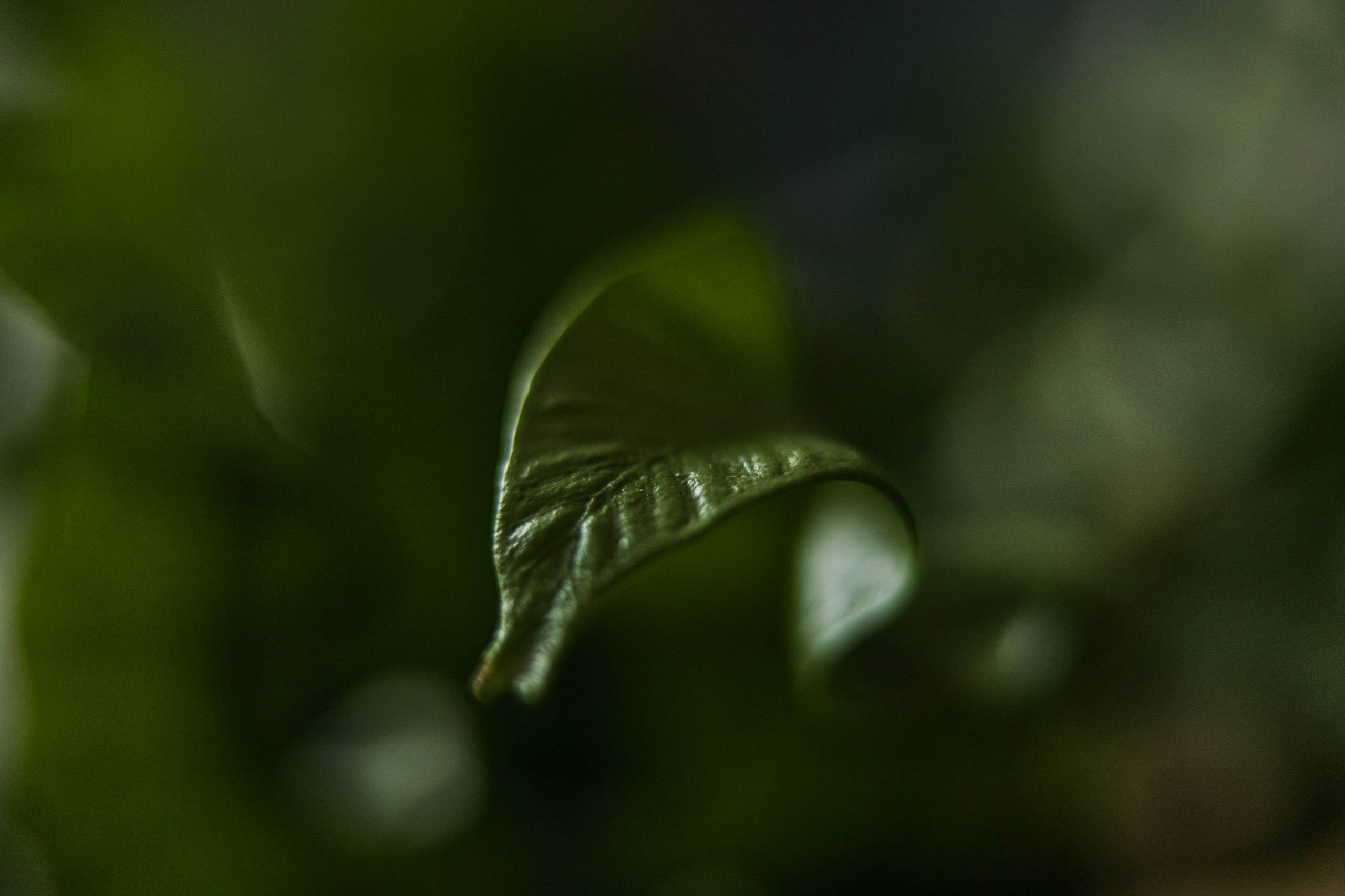 Macro leaf