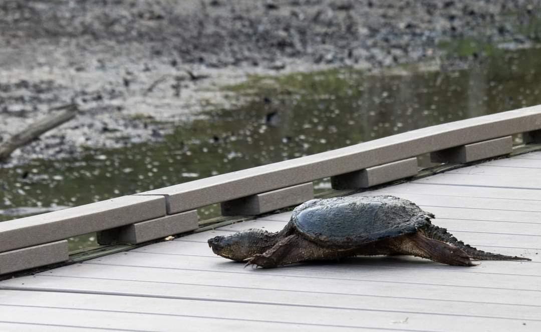 Snapping turtle crossing boarwalk