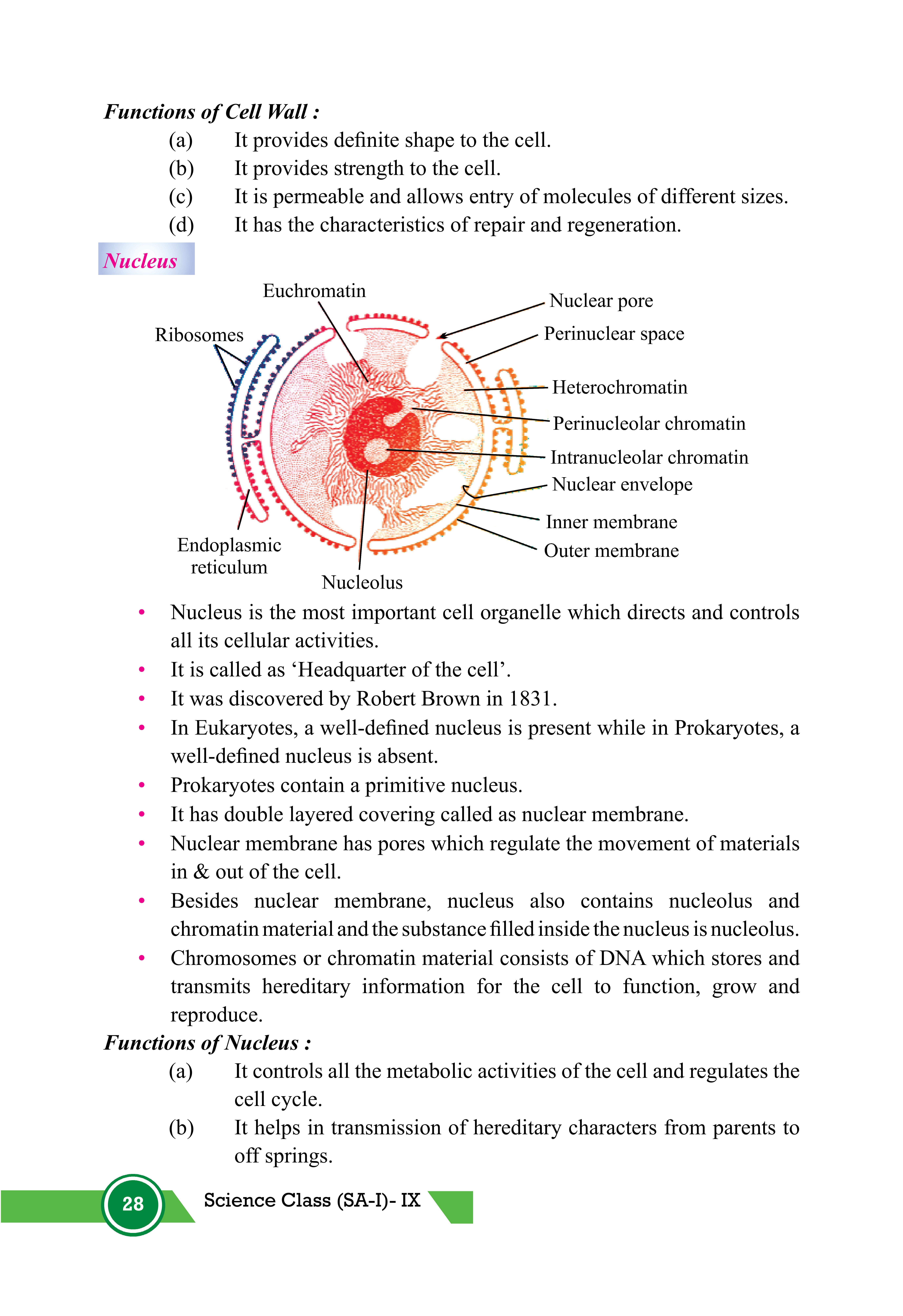 Class 9 Science Chapter 5 Fundamental Unit of Life: Cell Study Notes ...