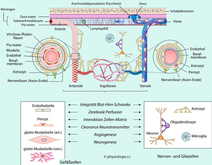 Mit nährstoffen und sauerstoff versorgen. Physiologie: Glia und Liquor