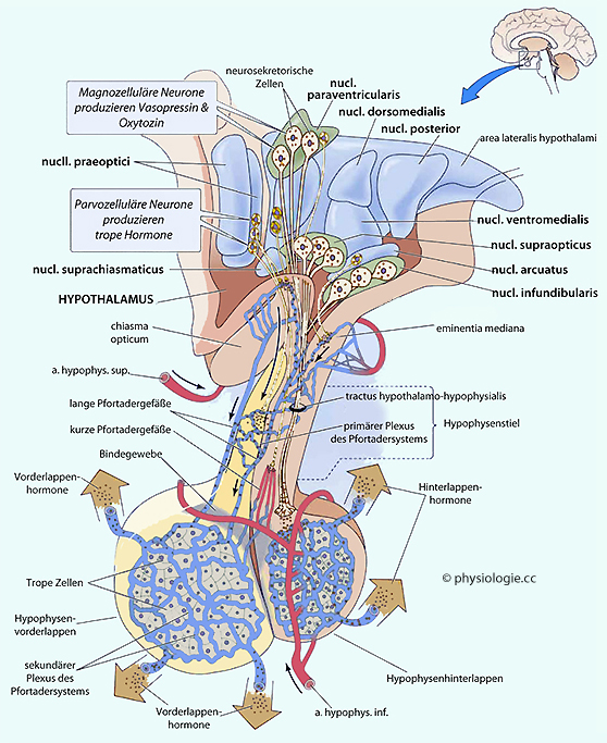 Listen to blut hirn schranke on spotify. Physiologie: Hypothalamisch-hypophysÃ¤res System