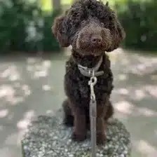 Loki, der Praxishund