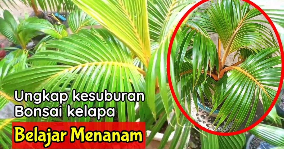 Askum aziz, berapa anggaran bajet utk tnam sawit? Tips Membuat Bonsai Kelapa Subur Belajar Menanam Bilibili
