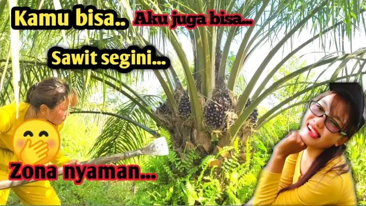 Jom guna baja ezigrow ni. Panen Sawit Pokok Tinggi Pemanen Sawit Tak Takut Duri Bstation