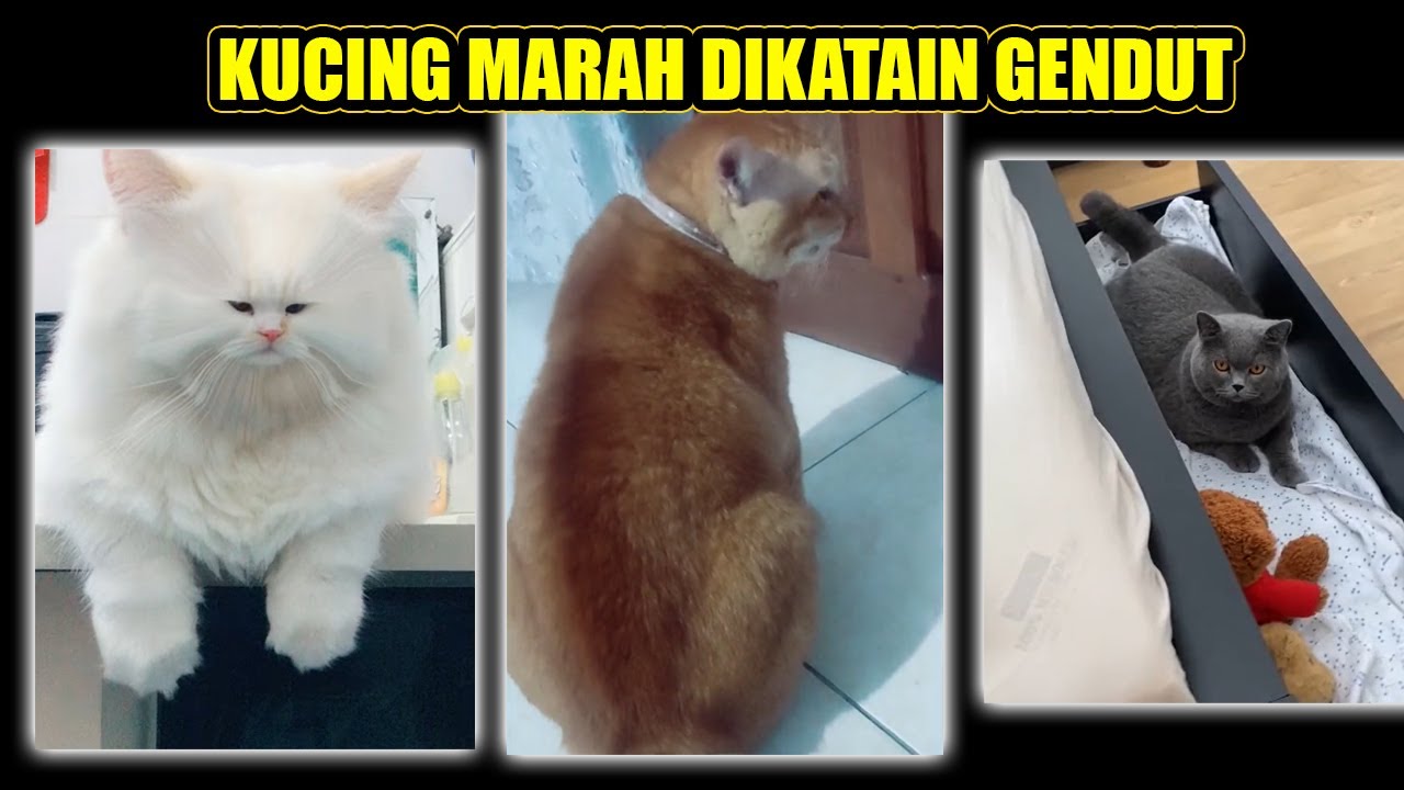 See more ideas about haiwan peliharaan, haiwan lucu, kucing. Kucing Marah Dikatain Gendut Kucinggendut Bstation