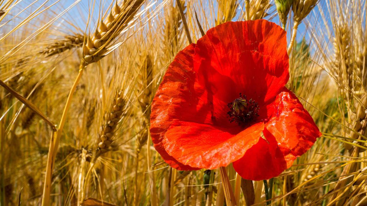精选《田中宁宁壁纸》大合集_田中宁宁图片在线下载- 壁纸网