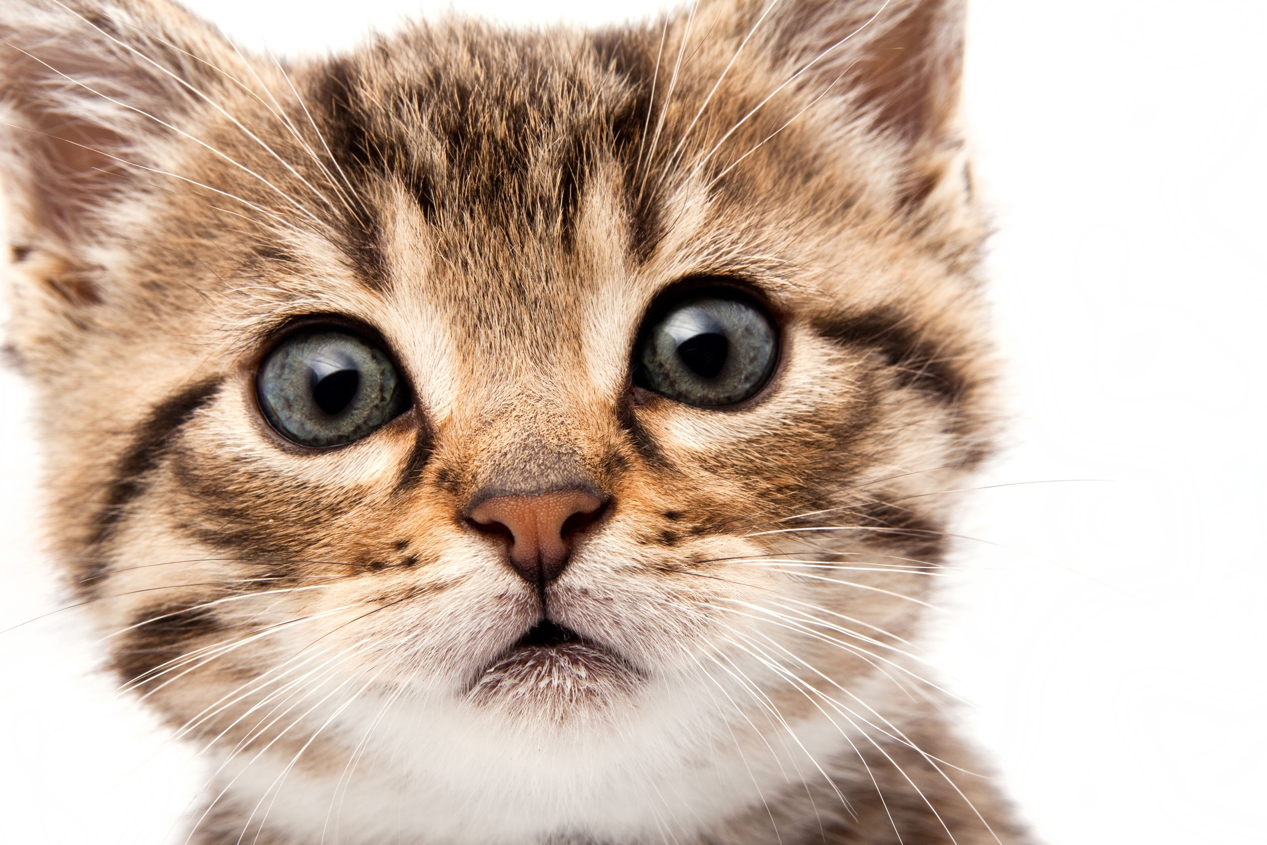 Shocked cute cat