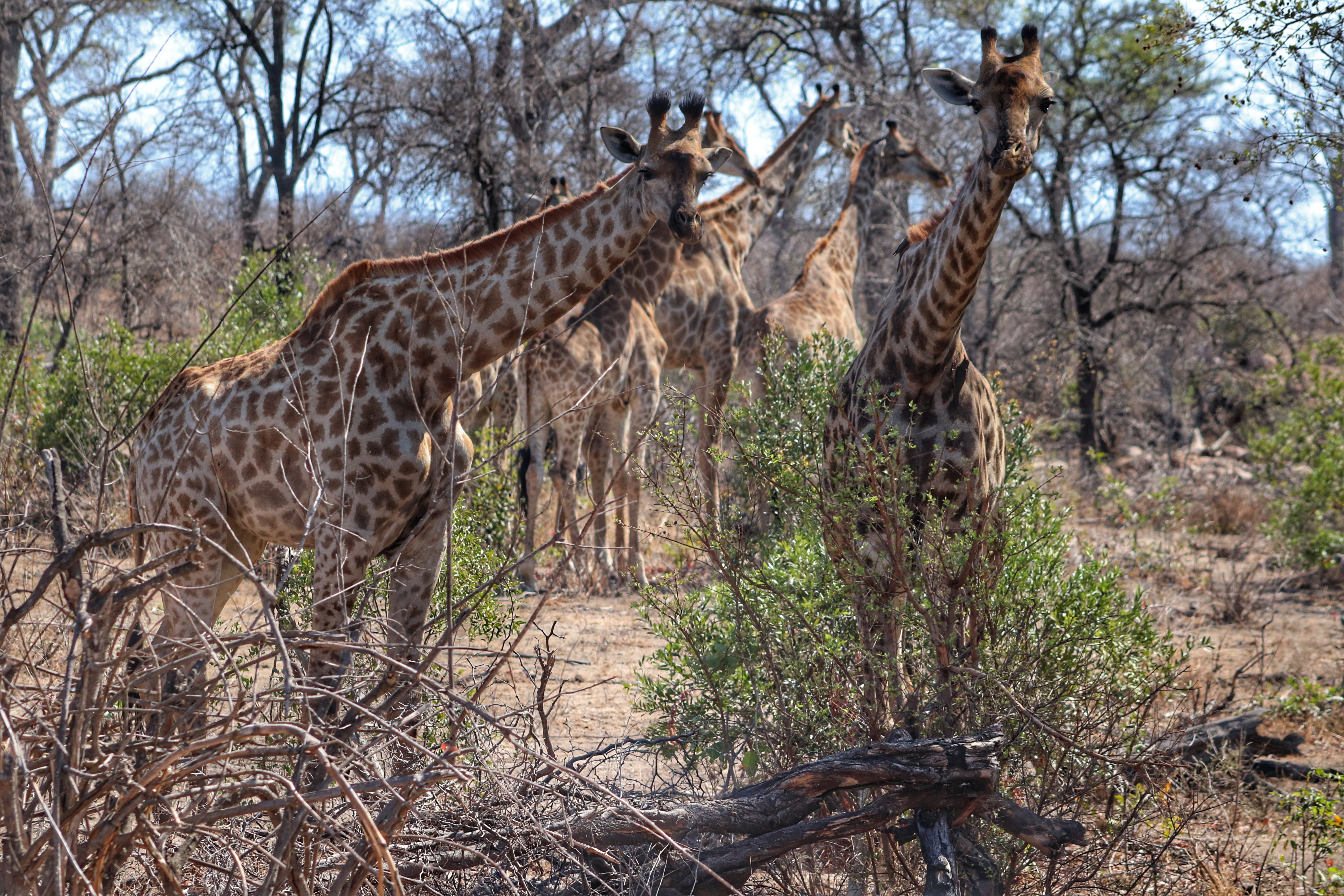 Tower of Giraffe